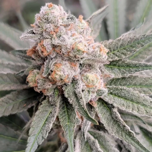 In House Genetics - Sugar Cane v2 Bx1 [Feminized]