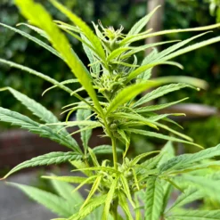 Love Of Landrace - Nkuringo Gold/Ugandan Landrace [Regular]