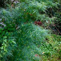 love of landrace sao tome sativa regular1