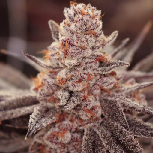 Lovin In Her Eyes - Boardwalk Bubba [Feminized]