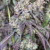 lovin in her eyes cajun moon bx feminized