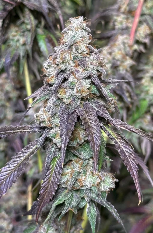 Lovin In Her Eyes - Cajun Moon Bx [Feminized]