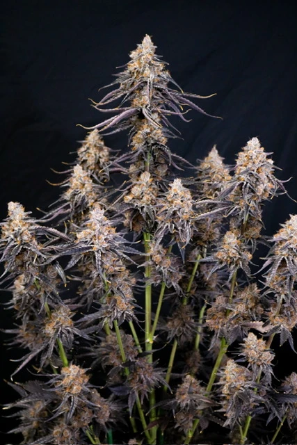 lovin in her eyes the purple collection feminized