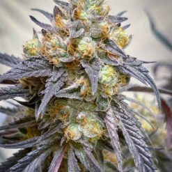 lovin in her eyes the purple collection feminizedmidnight moonlight