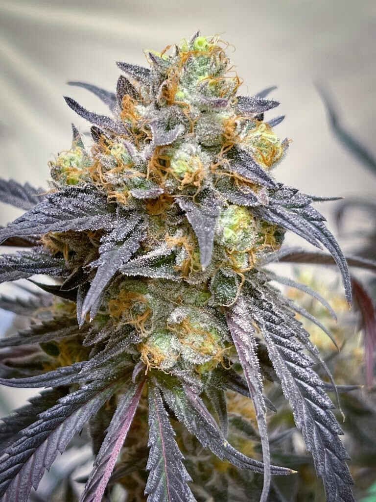 lovin in her eyes the purple collection feminizedmidnight moonlight