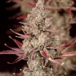 lovin in her eyes the strawberry collection feminized