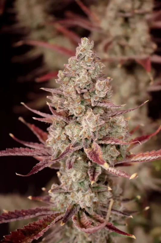 lovin in her eyes the strawberry collection feminized