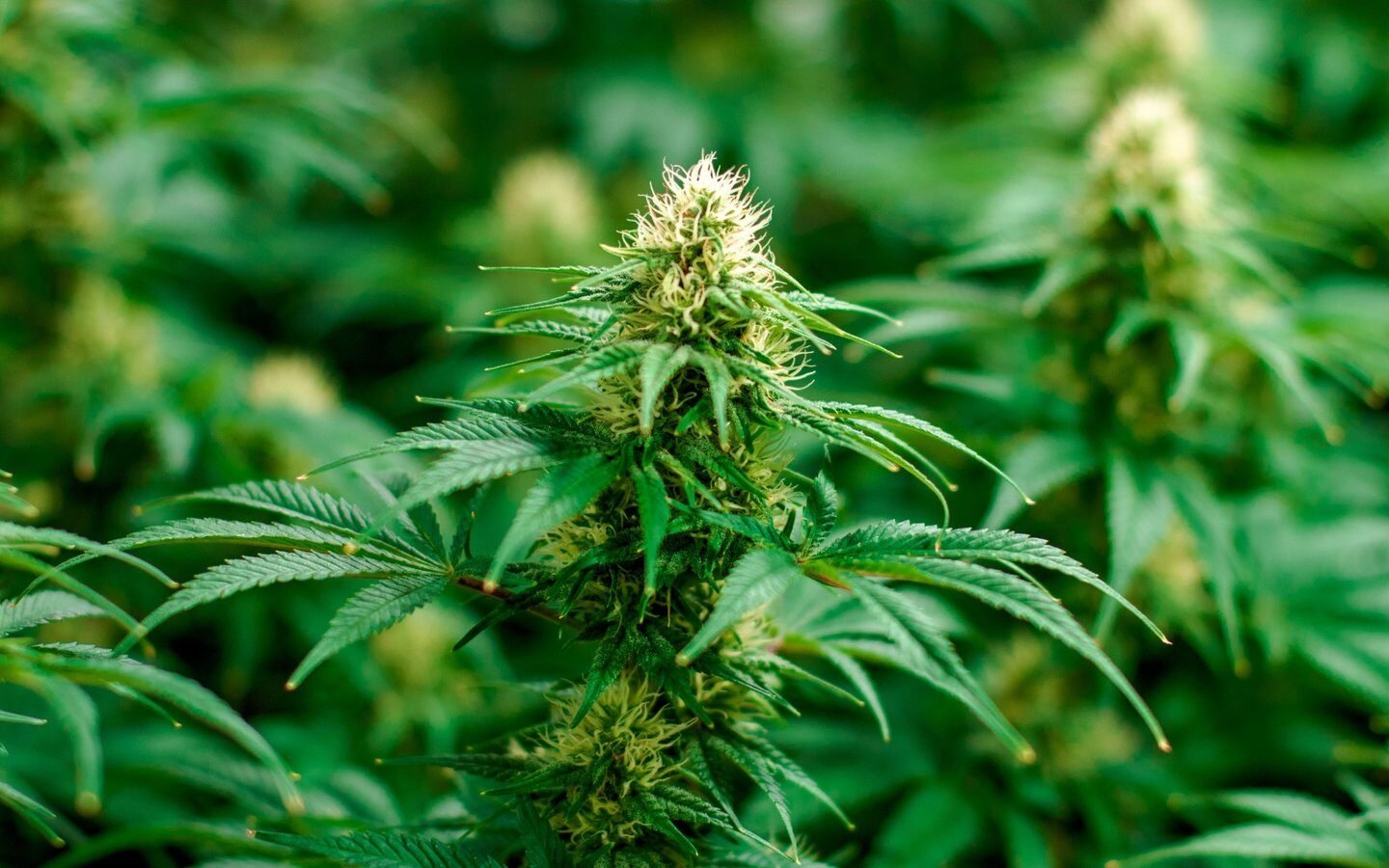 Close-up of cannabis plant buds