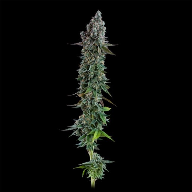 Seedsman Black Sugar 2.0 Feminized1