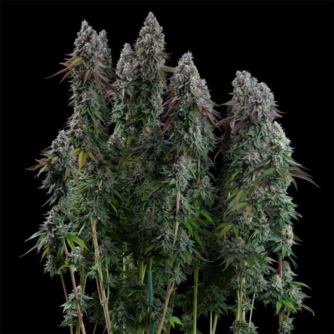 Seedsman Black Sugar 2.0 Feminized2