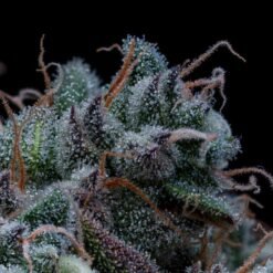 Seedsman Black Sugar 2.0 Feminized3