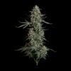 Seedsman Blue Dream Fem Autoflower