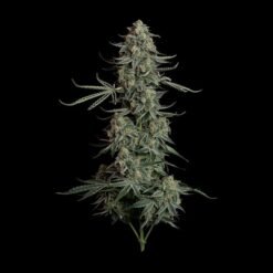 Seedsman - Blue Dream [Fem Autoflower]