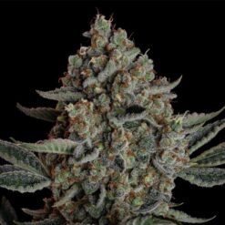 Seedsman Gelato 41 BX Fem Autoflower3