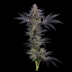 Seedsman - Gorilla Runtz [Feminized]