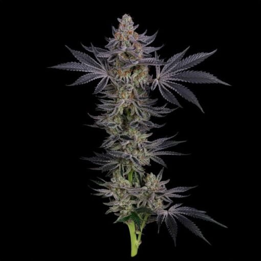 Seedsman Gorilla Runtz Feminized