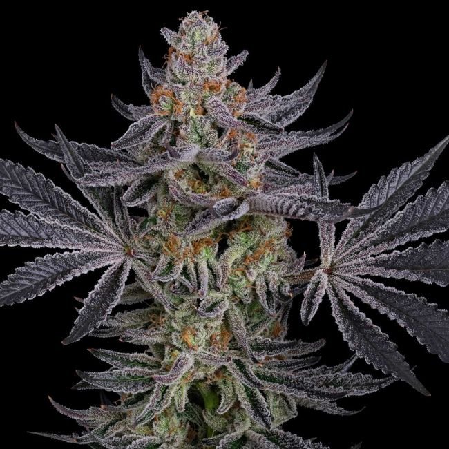 Seedsman Gorilla Runtz Feminized2