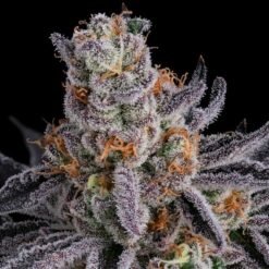 Seedsman Gorilla Runtz Feminized3