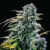 Seedsman - Green Crack [Feminized]