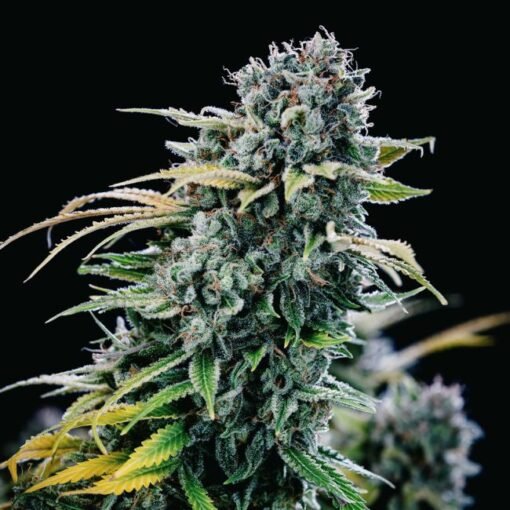 Seedsman Green Crack Feminized
