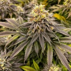 Seedsman Green Crack Feminized3