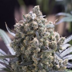Seedsman Green Crack Feminized4