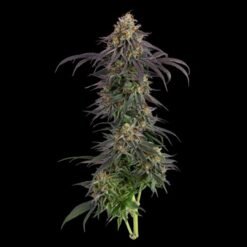 Seedsman - Guava Root GMO [Feminized]