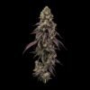 Seedsman Ice Dream Cake FAST Feminized