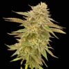 Seedsman - Pineapple OG [Feminized]