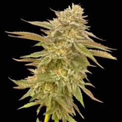 Seedsman - Pineapple OG [Feminized]
