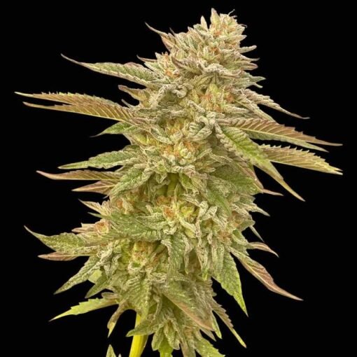 Seedsman Pineapple OG Feminized