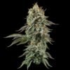 Seedsman Sour Diesel Feminized