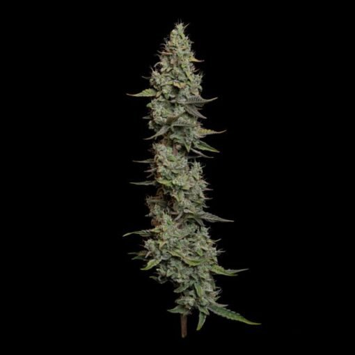 Seedsman Wedding Cake Fem Autoflower
