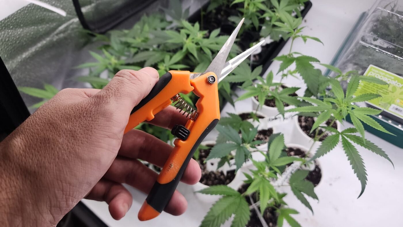 Cannabis Clone Tips