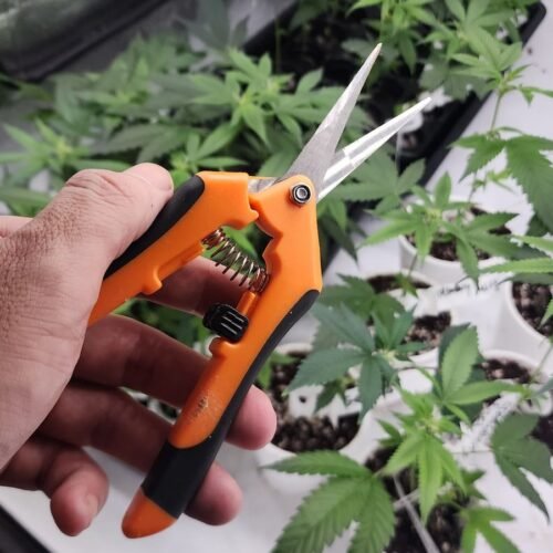 10 Simple Cloning Tips For Success
