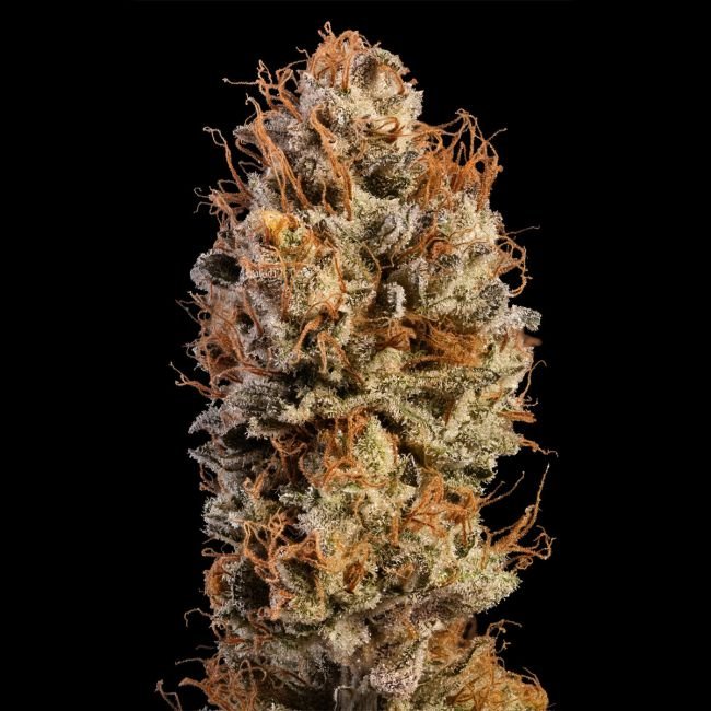 Seedsman-Black-Sugar-2.0-Feminized4.jpg Seedsman-Black-Sugar-2.0-Feminized4.jpg