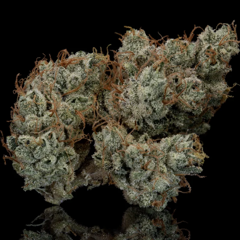 Trichomer Chaser - GHB [10 Regular Seeds]