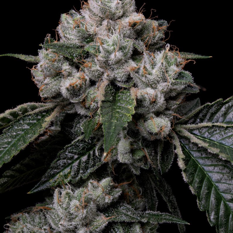 Trichome Chaser - Slayer [10 Regular Seeds]