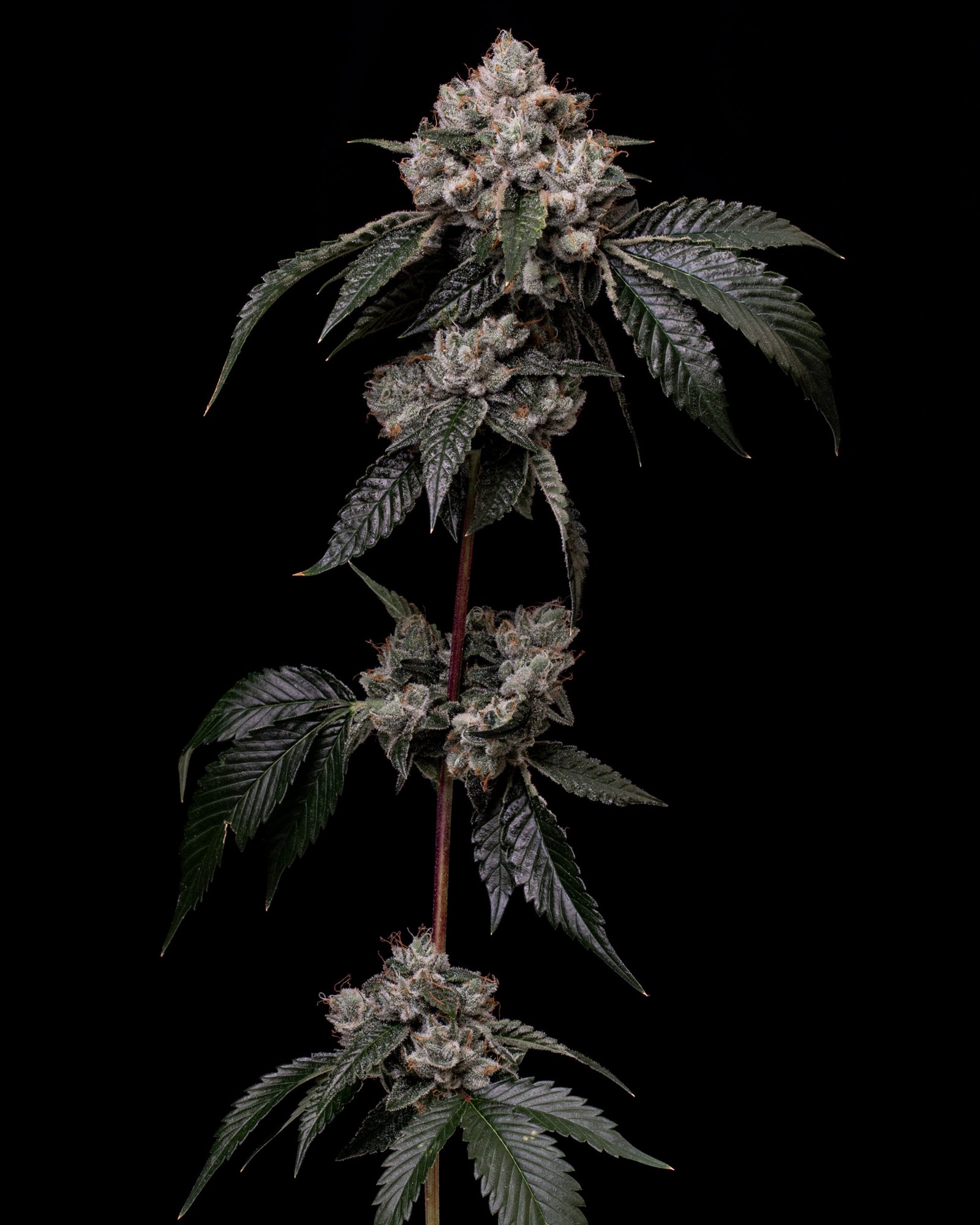 Slayer Strain Slayer Strain
