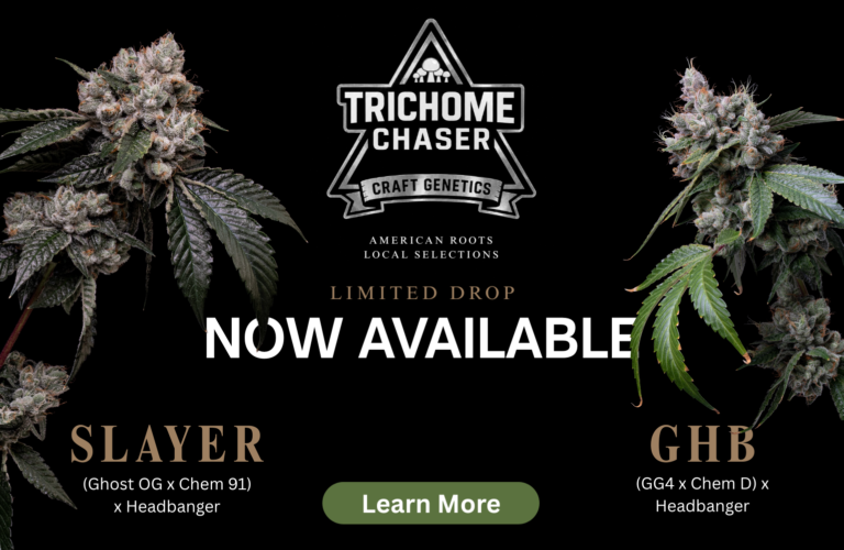 Trichome Chaser Genetics