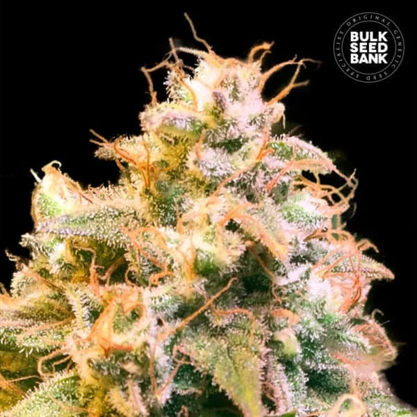 Bulk Seed Bank - Guerilla Glue [Feminized] - 1 Seed